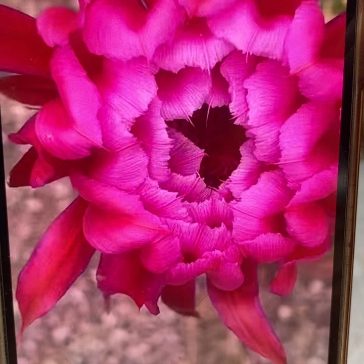 彩草新牡丹带根6.5公分左右