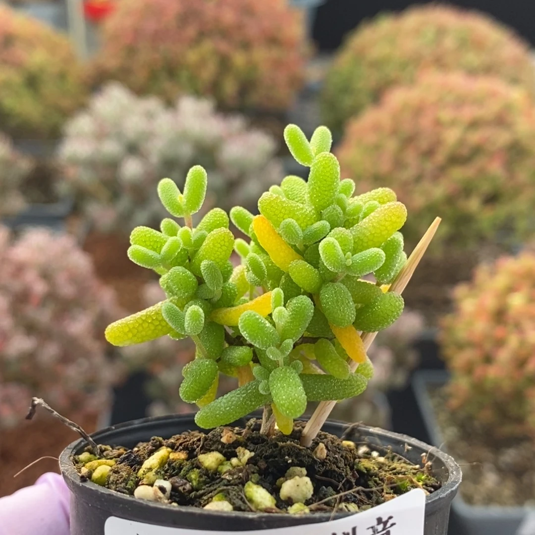 蜜橘糖球3632枝干番杏