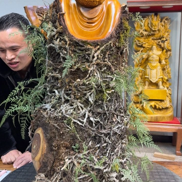 香樟木福*长40厘米高88厘米