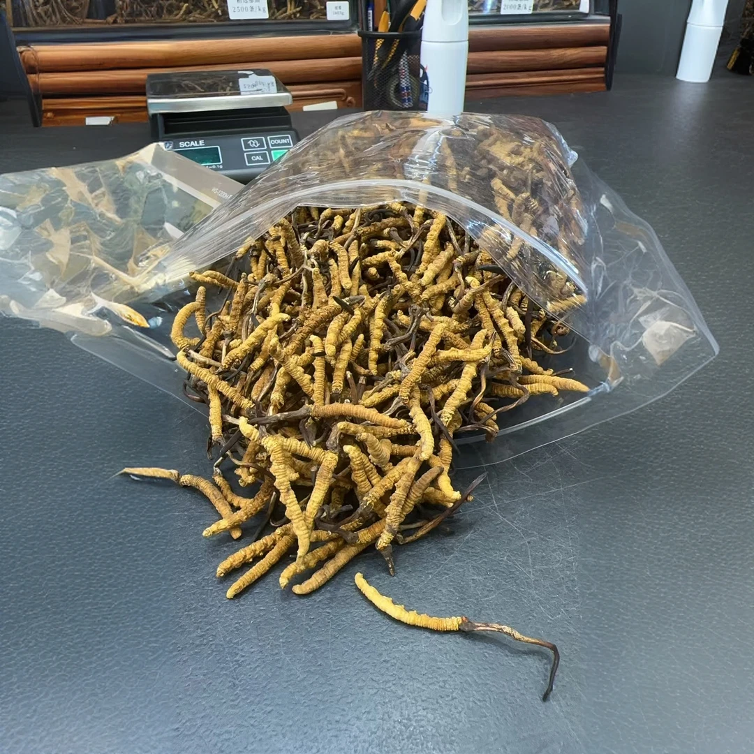 宝珠甄选-2600条/斤花鲜北虫草