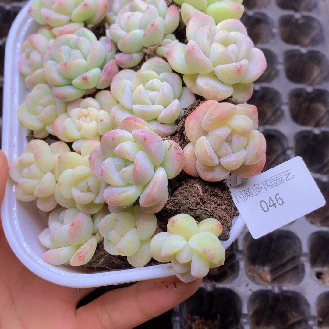 重***花我要去看你了啊我的冰玉046