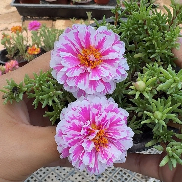 无花朵量拍俏芙蓉超小苗盆口10cm