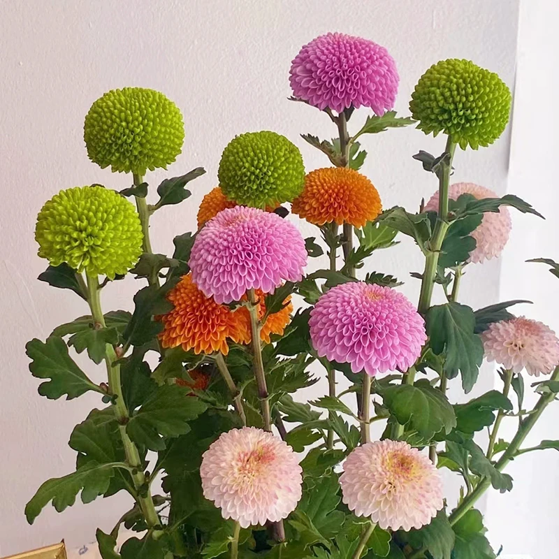 乒乓菊盆栽(一盆多种颜色 Q萌可爱)庭院阳台开花植物