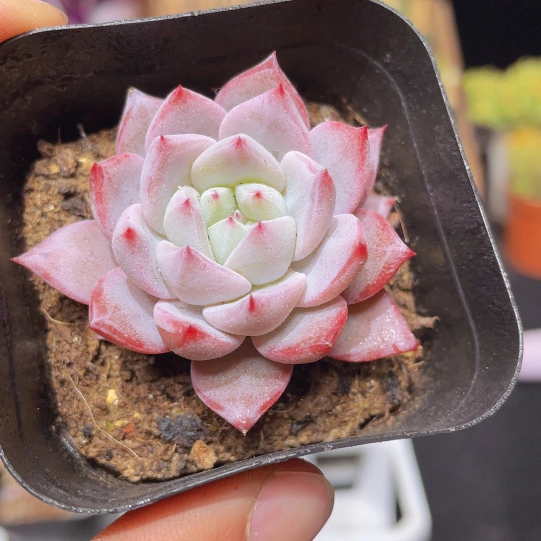 粉蓝鸟多肉9.9包邮发货