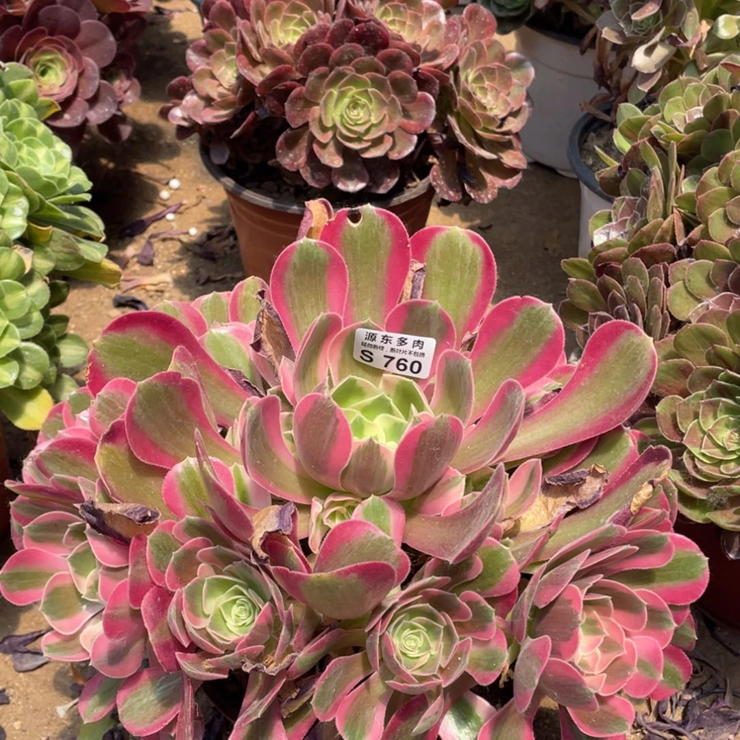 760七彩石多肉法师断枝不包