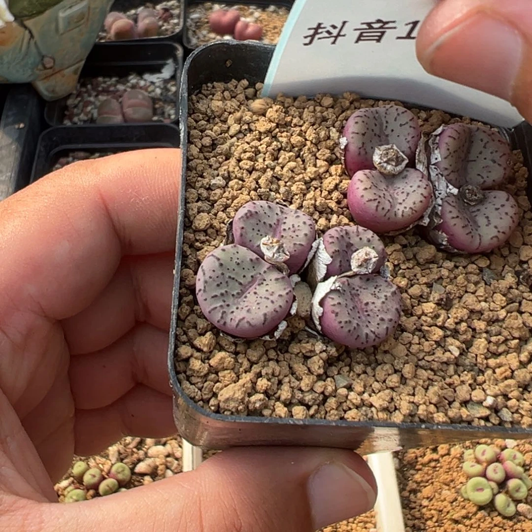 18-77荷叶安贞多肉植物