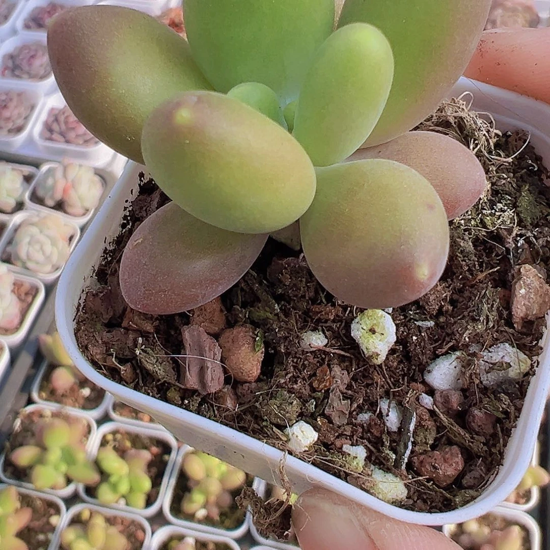 芒果奶2盆19包邮多肉植物