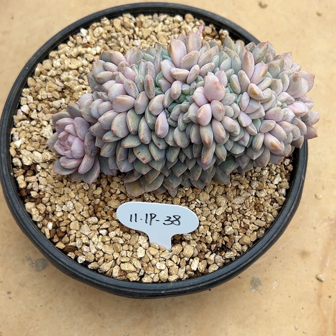 云***轻1119-38冰橙缀化。