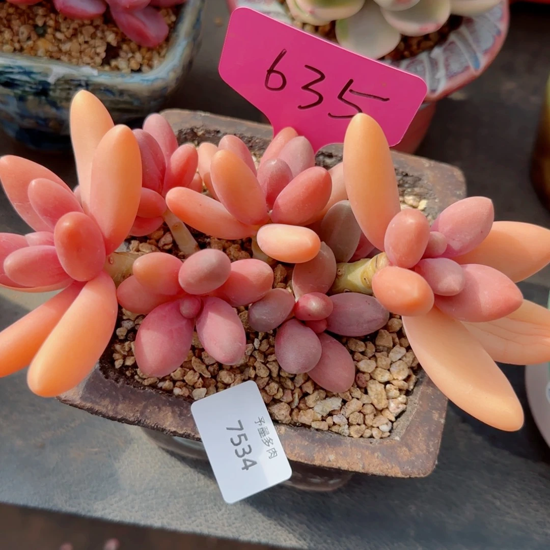 糖果美人，7534多肉植物