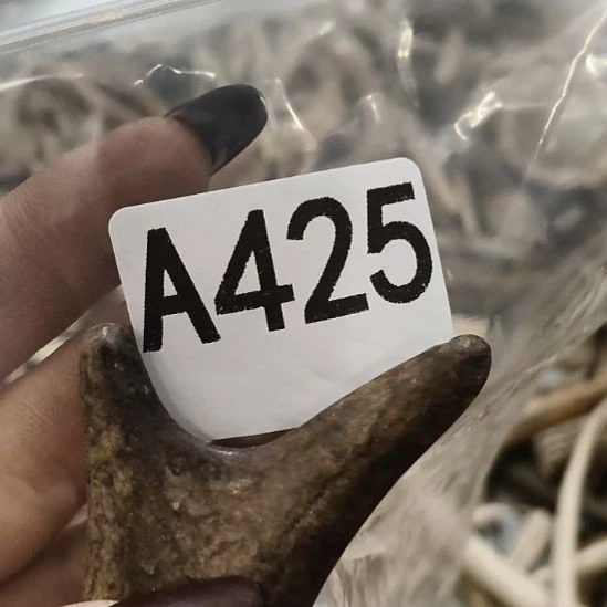 全***秀鹿角鹿角鹿角鹿角鹿鹿