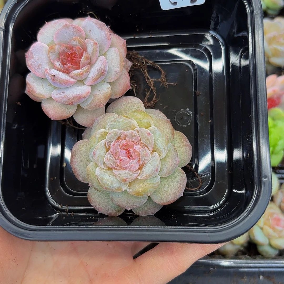 多肉植物多肉植物342