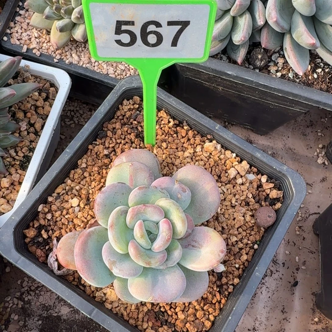 小****多肉植物漂亮多肉567