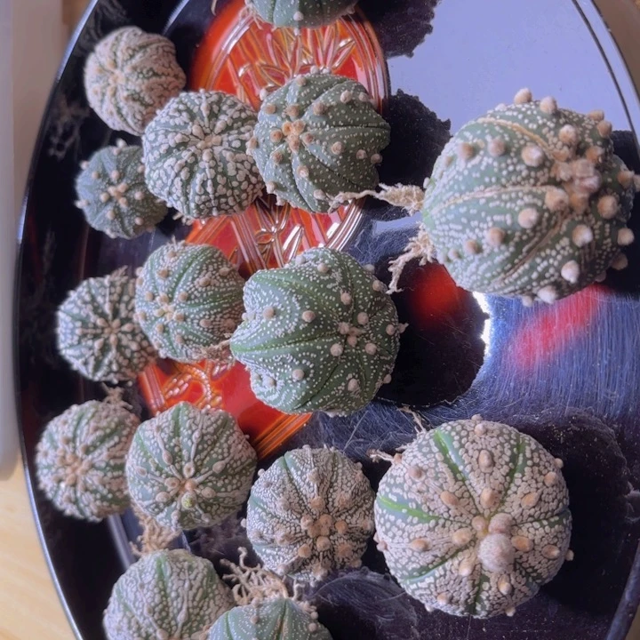 实生侧芽福袋一颗