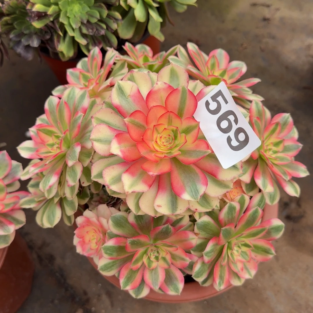 多肉植物569倾城法师