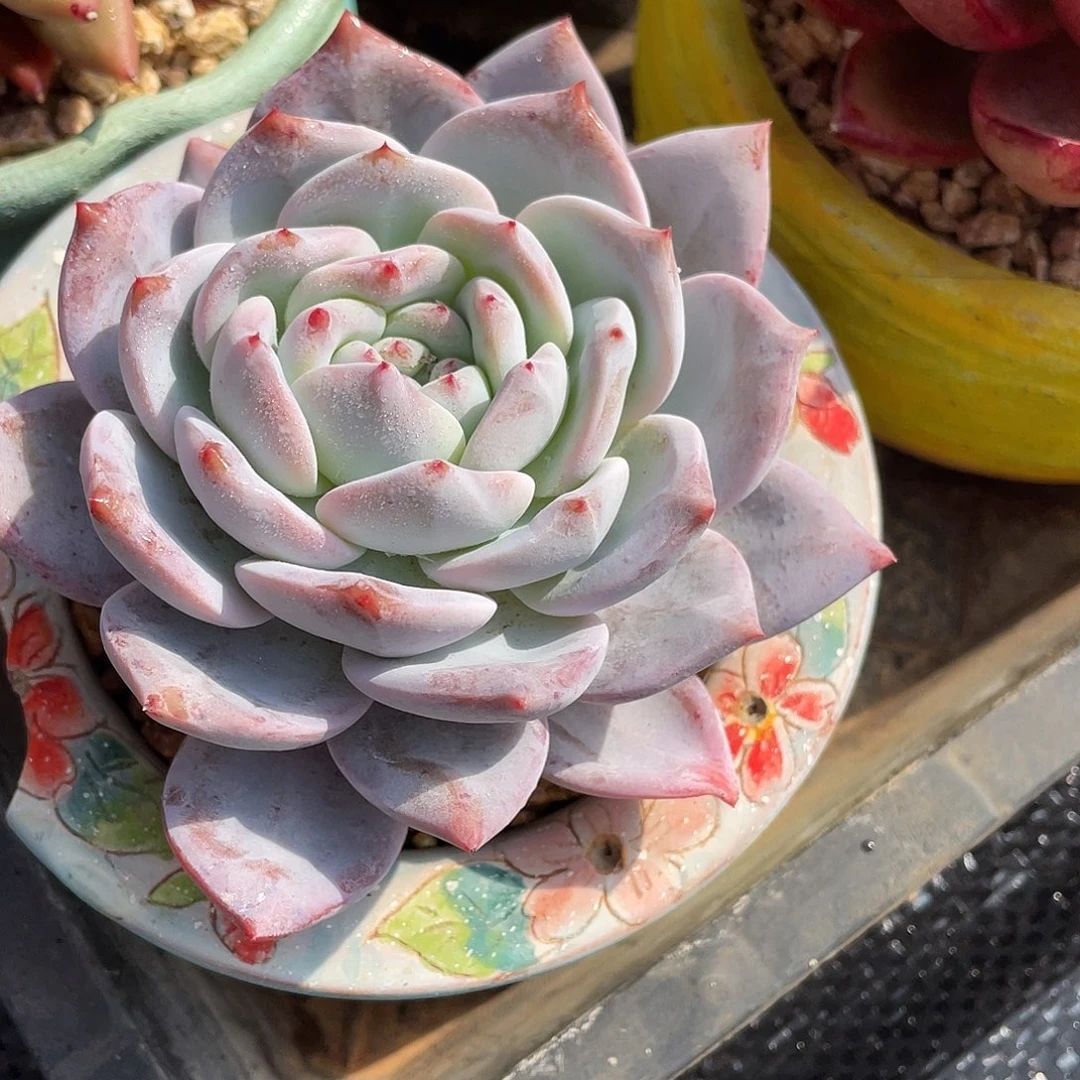多肉植物一物一拍