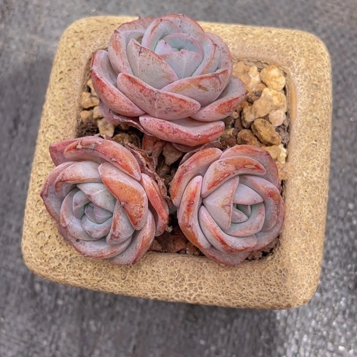 三头无砍自然群（布鲁兰）