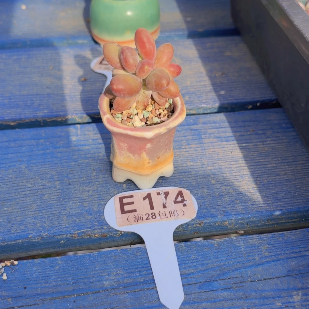 E174芒果奶一物一拍