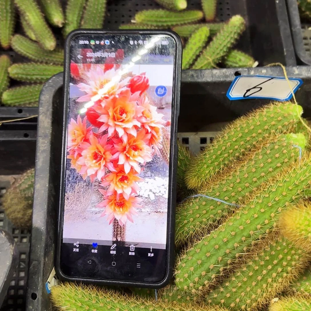 垂钓两个颜色6颗侧牙20包邮仙人球