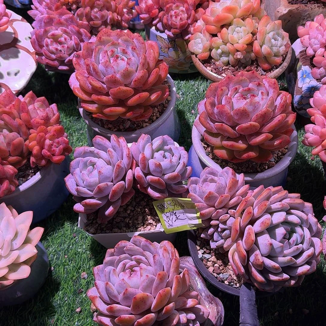 浅***笑橙梦露一组脱土发货