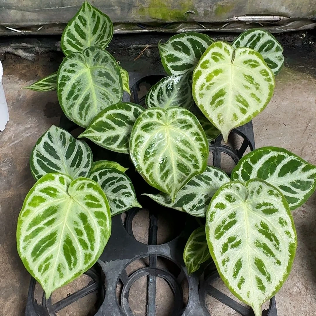 完全开放铜锣烧银刷子可挑选