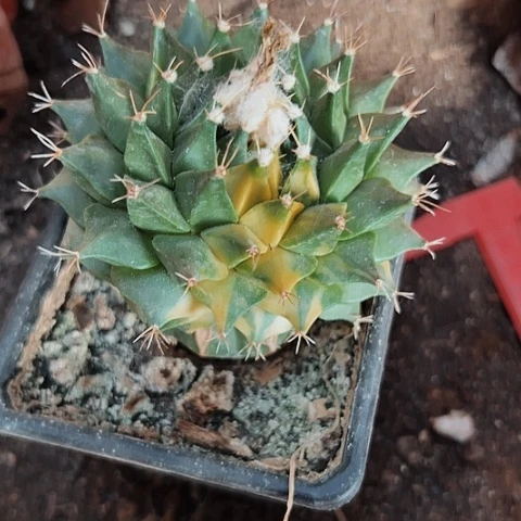 2061草球热缺水软了