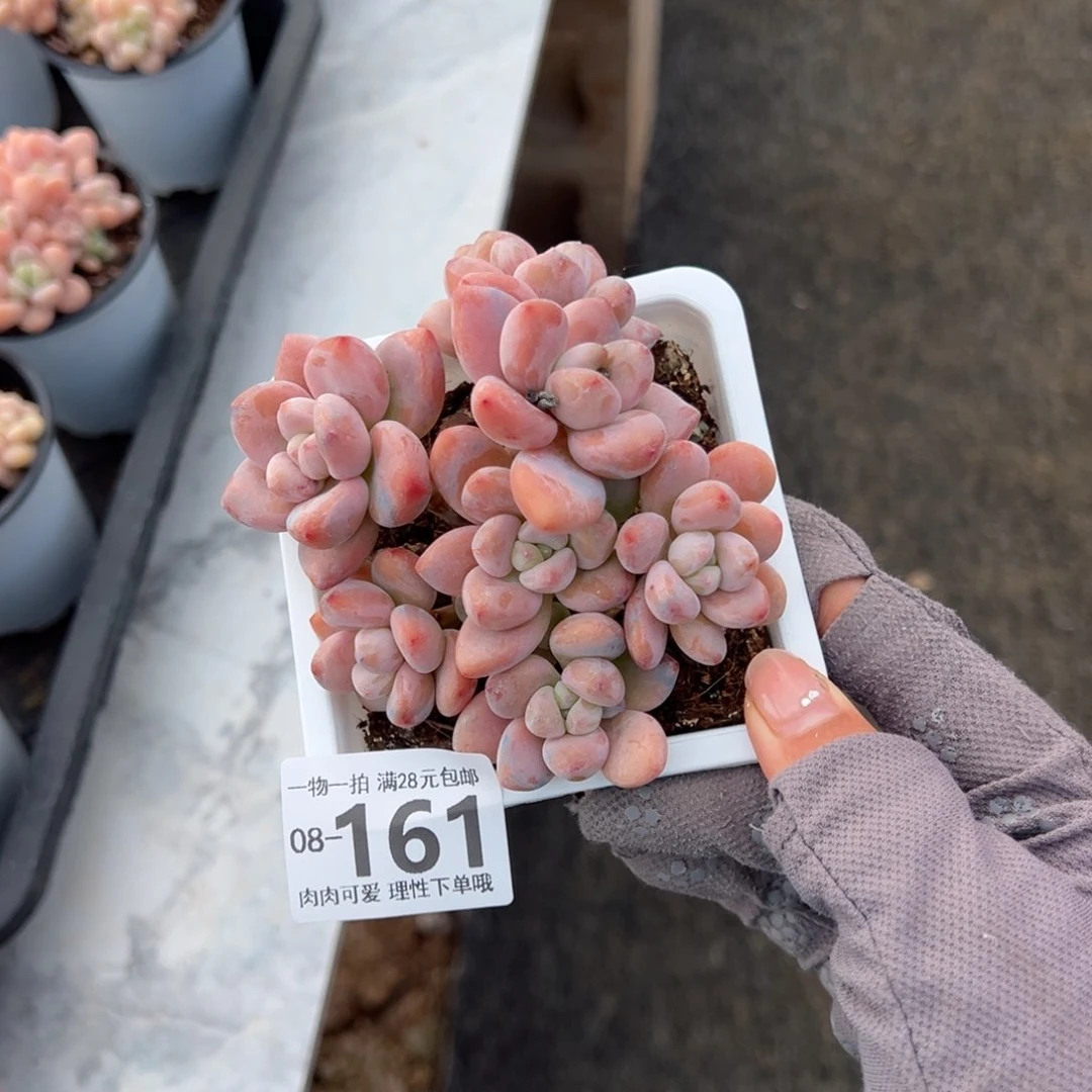 红洛神多肉多肉多肉多肉多肉