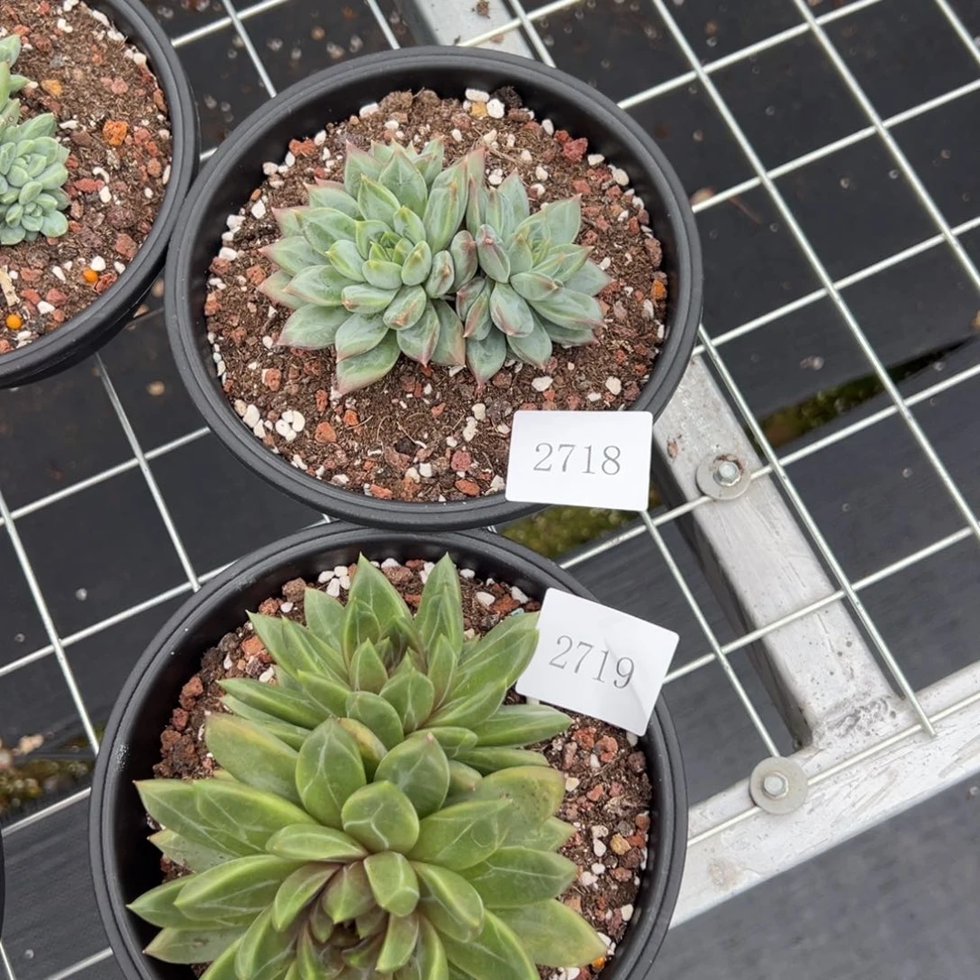 洛**52718 2719不包整肉肉肉肉肉肉肉