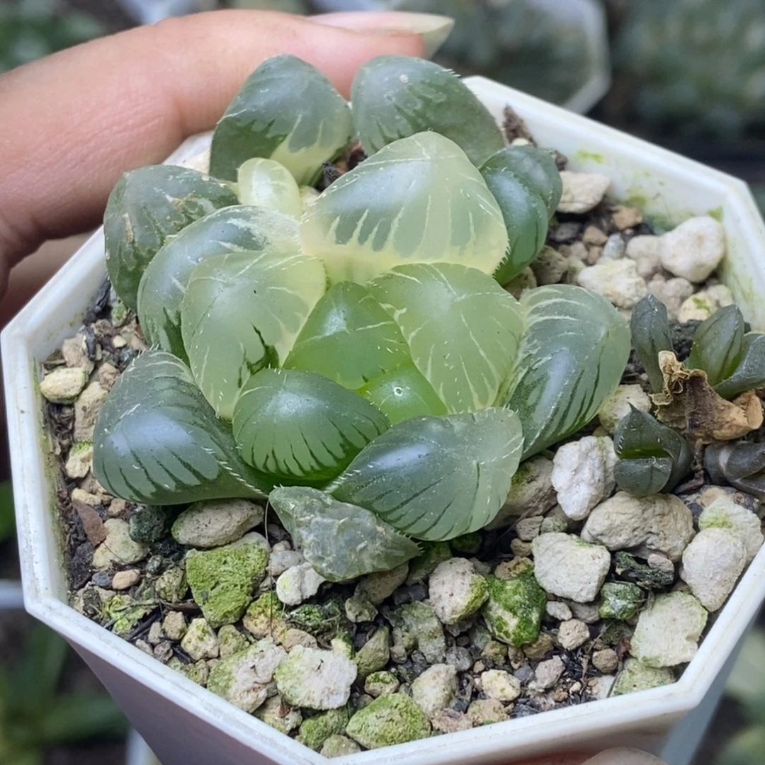 大窗玉露锦一物一拍