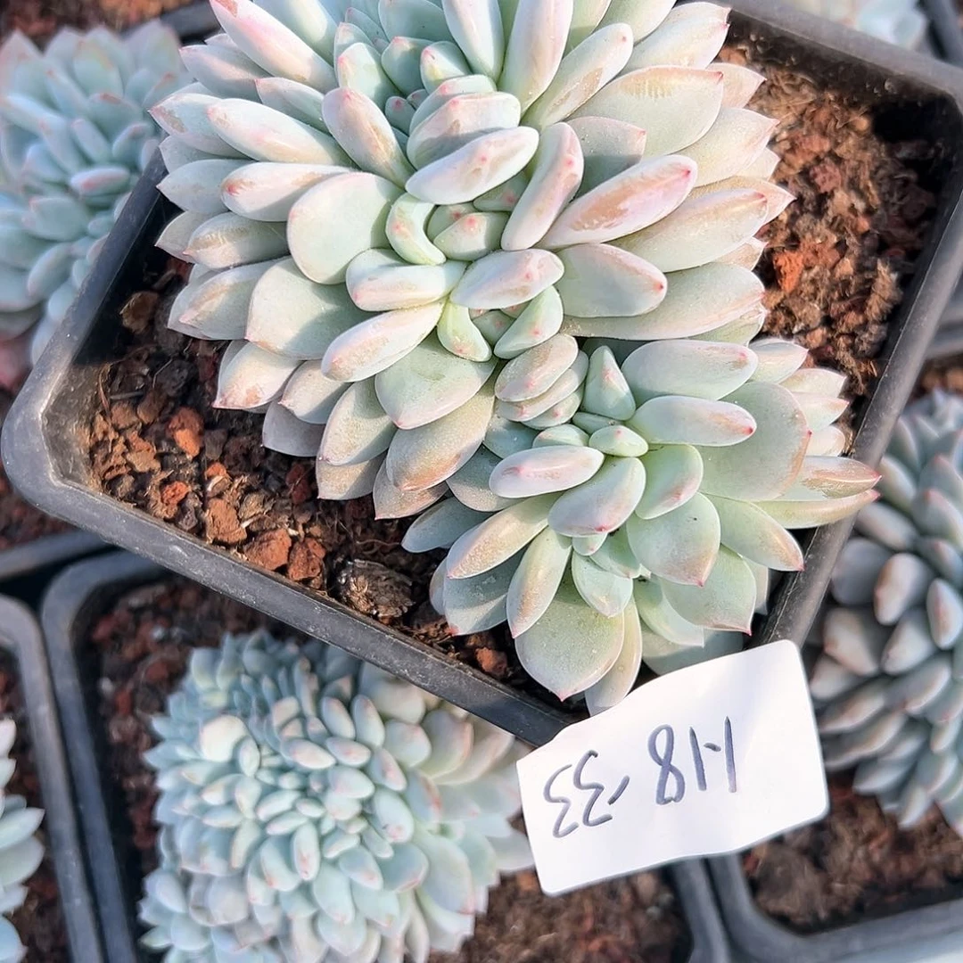 s**r118-33橙子朵朵缀