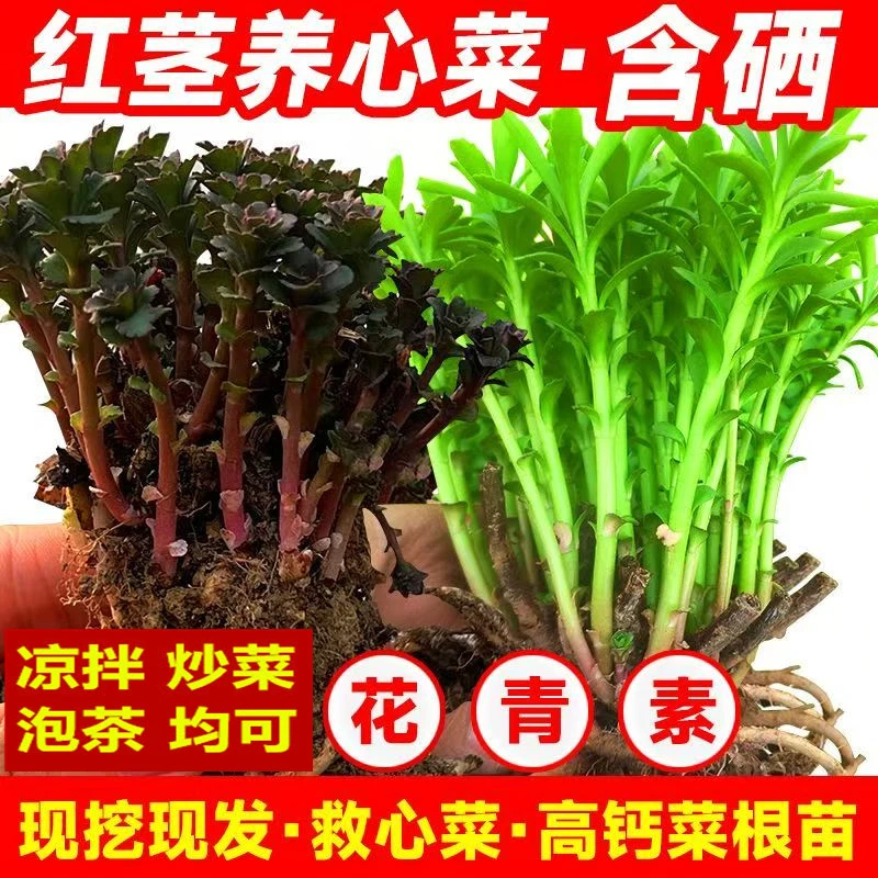 四季养心菜种苗救心菜种子根高钙菜种景天费菜土三七蔬菜秧长寿菜