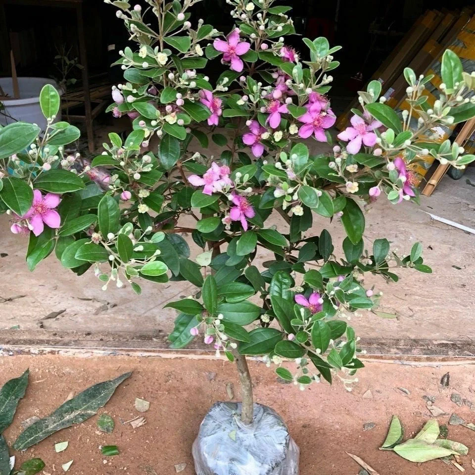 桃金娘四月份开花六月份结果合适种植在阳台庭院