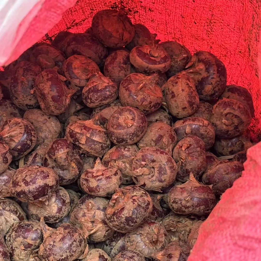 【箱装】水果马蹄新鲜清甜多汁脆爽3/4.5斤