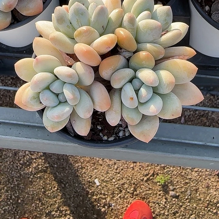 青蛙王子儿童牙膏111