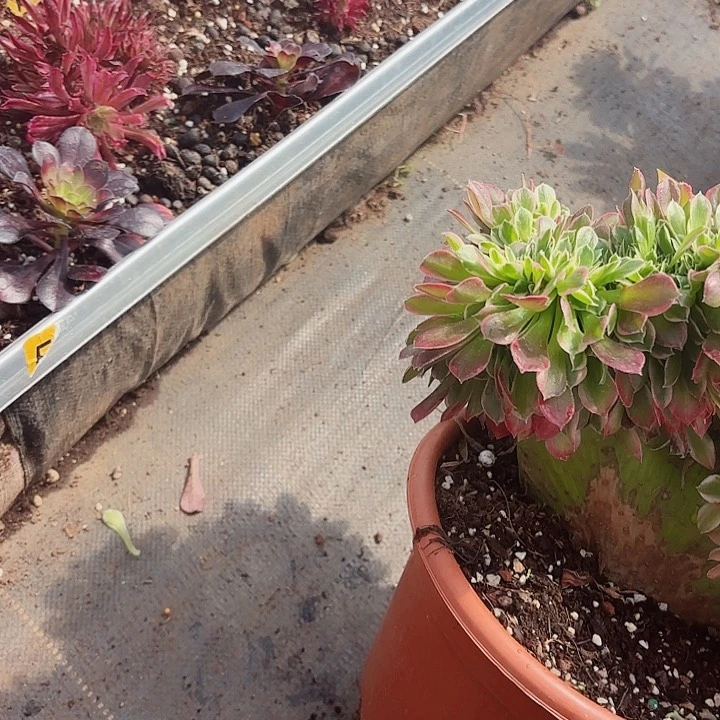 多肉植物福利1710