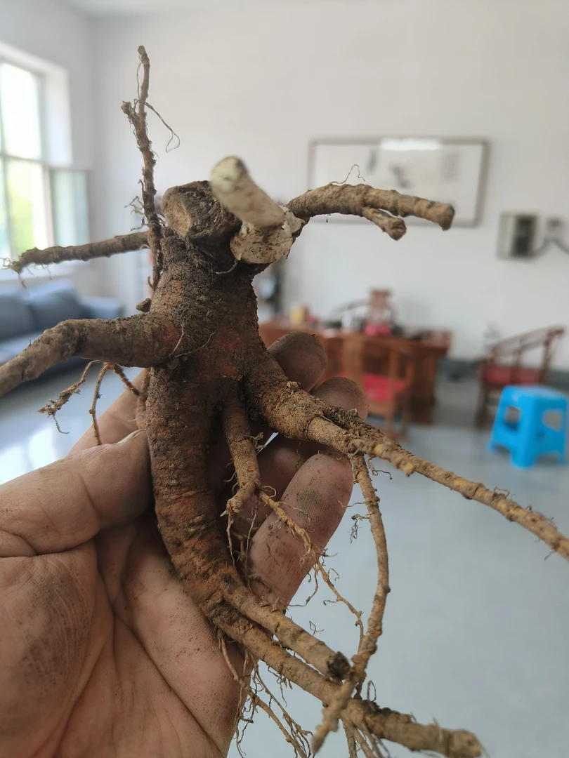新鲜老残泡酒煲汤佳品