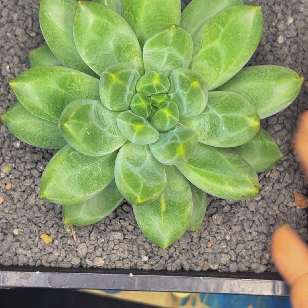 0***小代 普雷瑟本。寄养