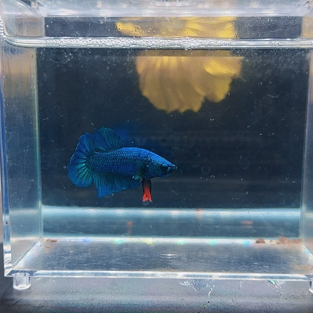 斗鱼88888888活体观赏鱼好养耐活