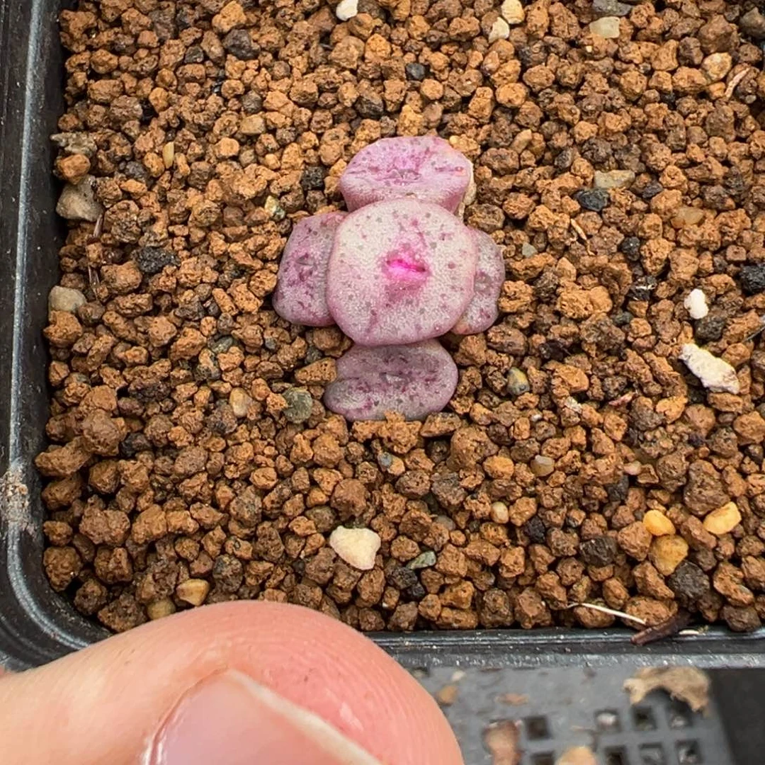 24-61紫方碗肉锥多肉