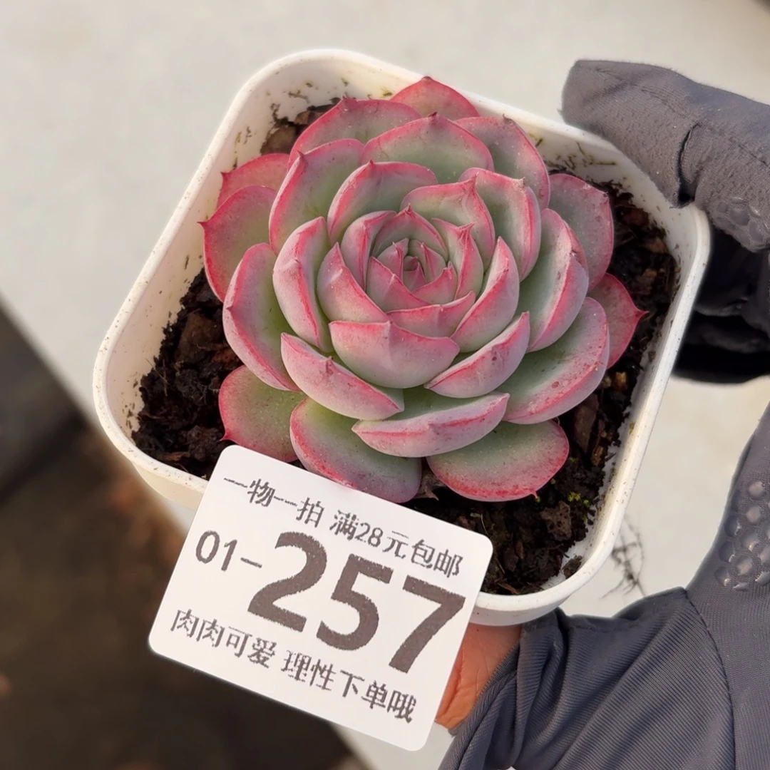 侧影无盆土发货无无