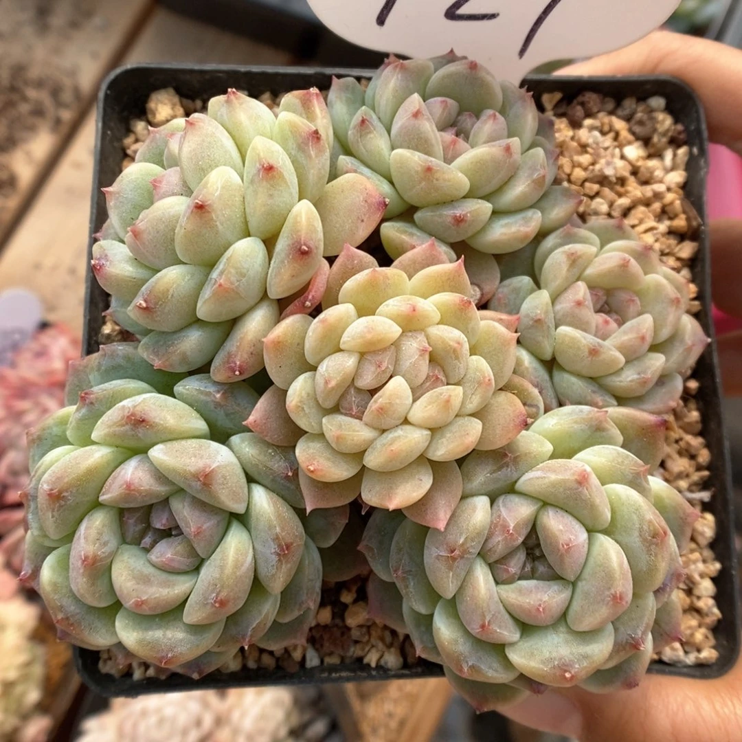 抹茶冰魄群生927号。