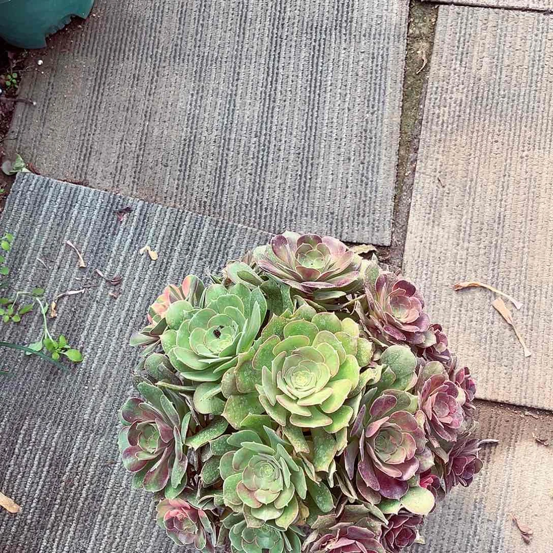 法师多肉植物f s