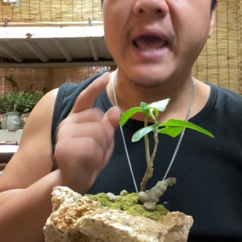 红陶一物一拍所见即所得57