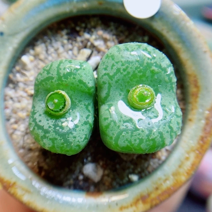 生石花花花花花花花花535