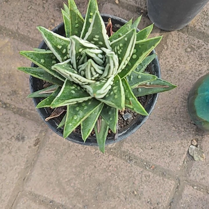 天使之泪多肉植物原盆土