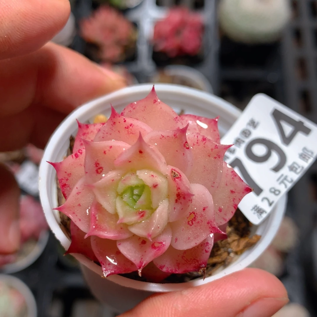 5CM拇指盆精控多肉YW794