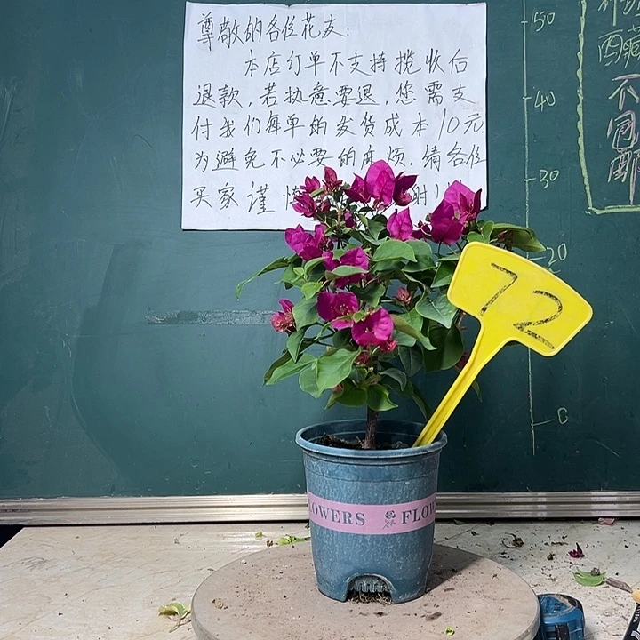 完全开放玫瑰红72