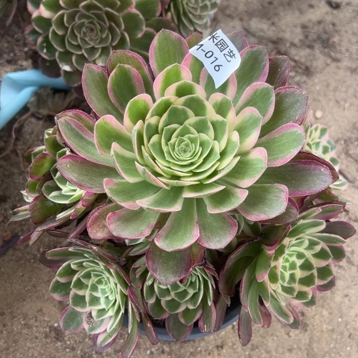 粉海王多肉植物016