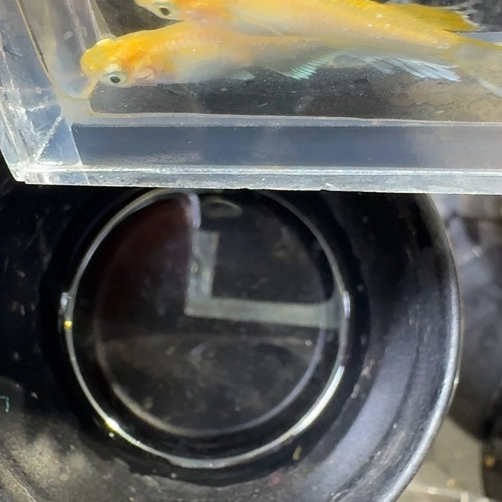海水鱼39号拍品金箔舞鳍