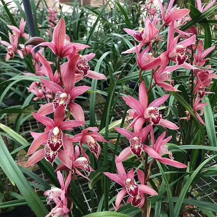 东方红美人兰花苗