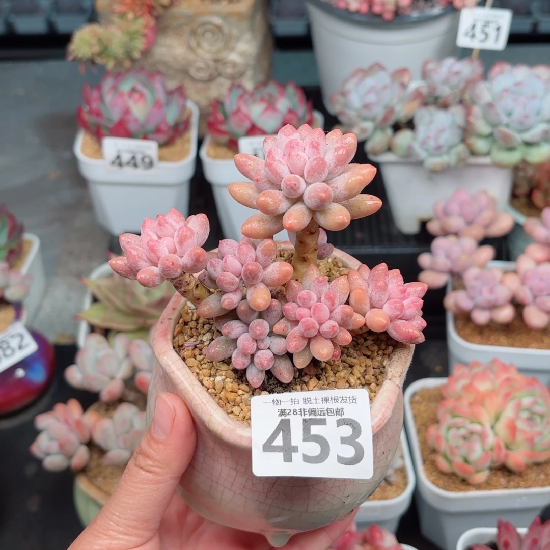 婴儿手指无盆土发货